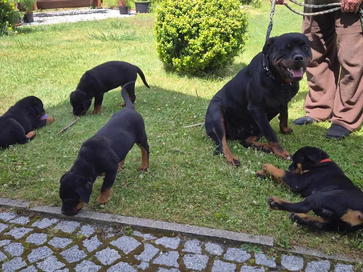 Sweet Rottweiler puppies Available 