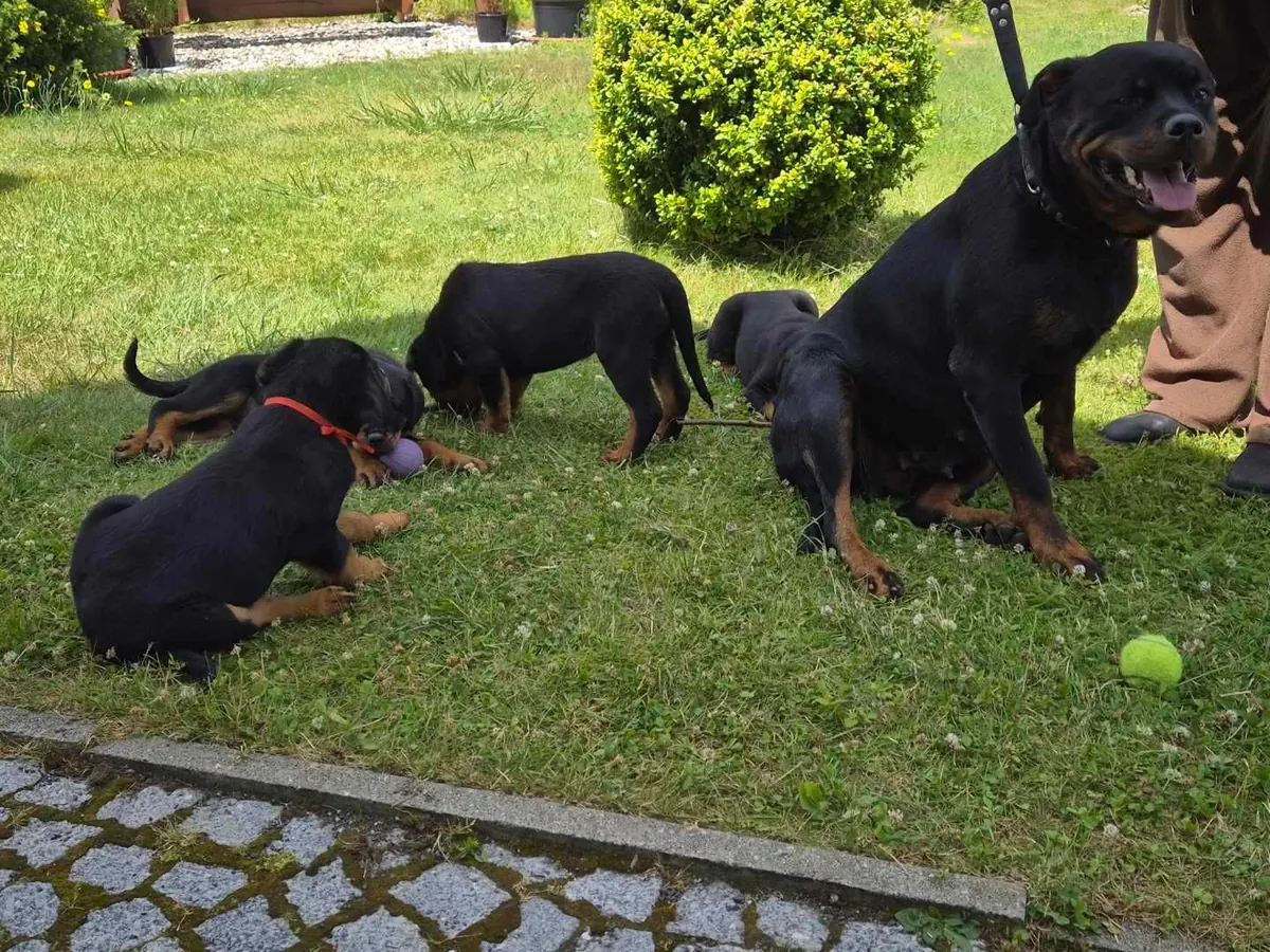 Beautiful Rottweiler puppies Available