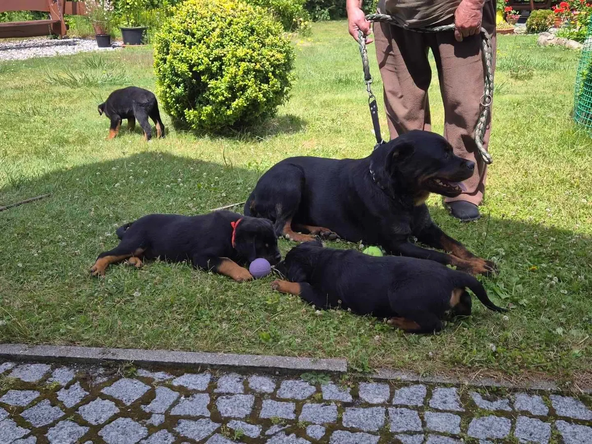 Beautiful Rottweiler puppies Available