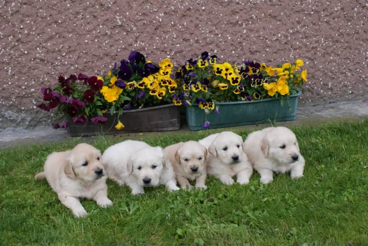 Beautiful Golden Retriever puppies Available