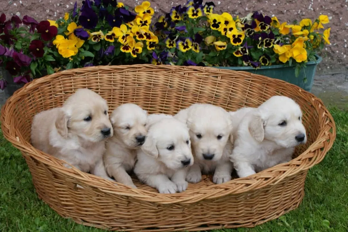 Beautiful Golden Retriever puppies Available