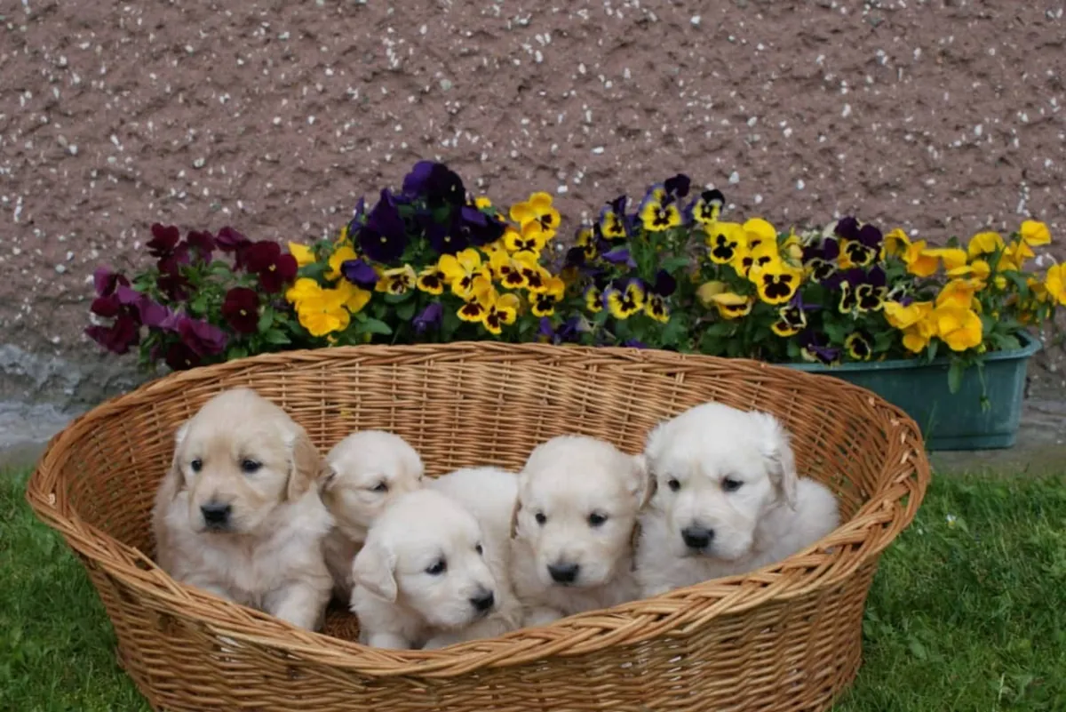Cute Golden Retriever puppies Available 
