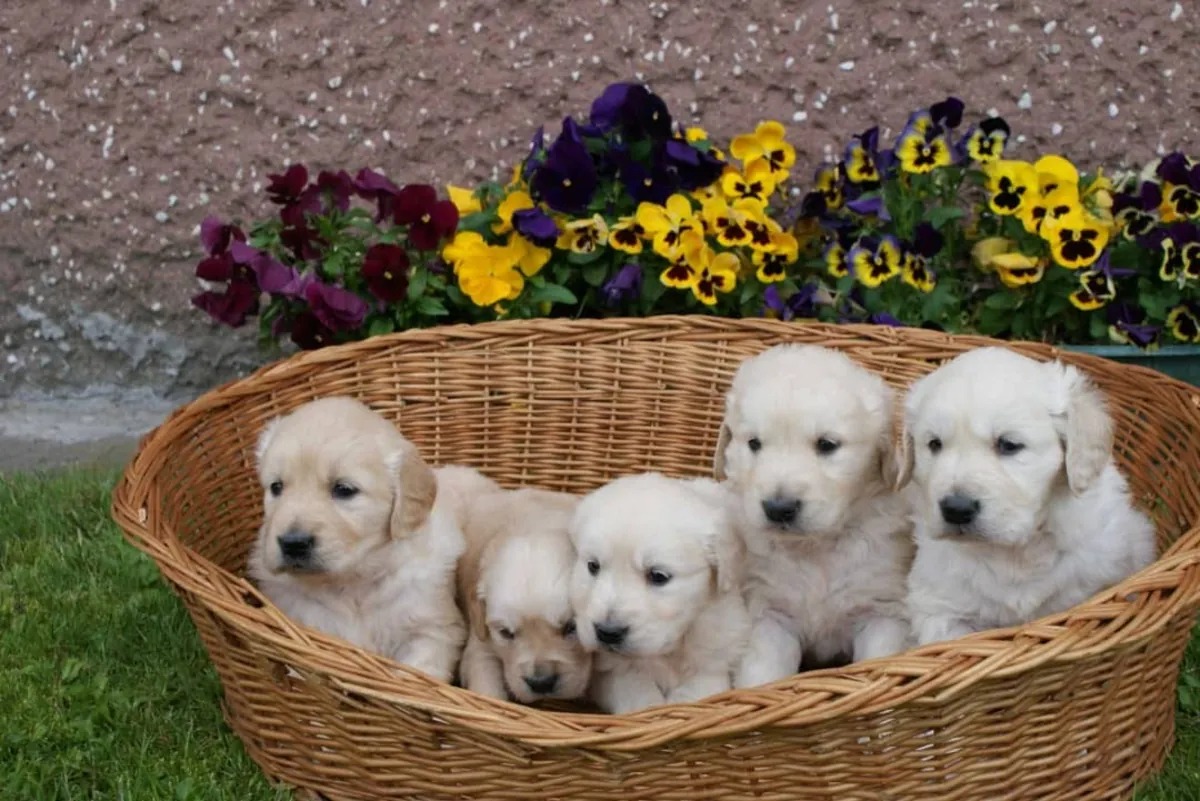 Adorable Golden Retriever puppies Available 