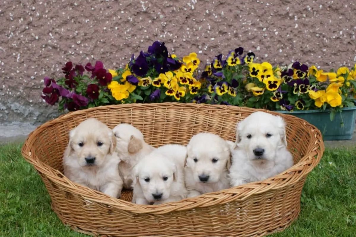 Golden Retriever Available Now