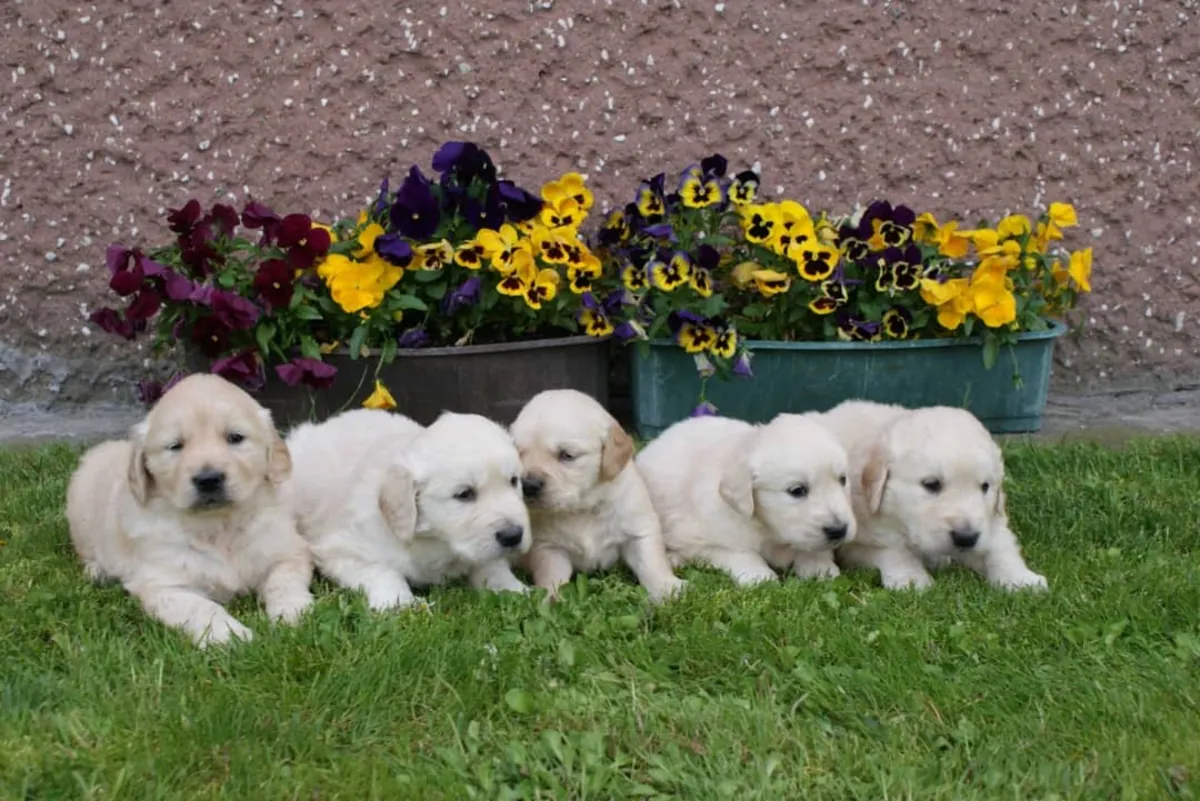 Golden Retriever Available Now