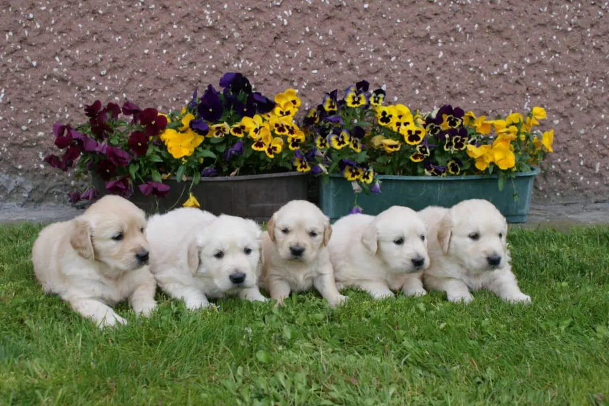 Pretty Golden Retriever Available Now