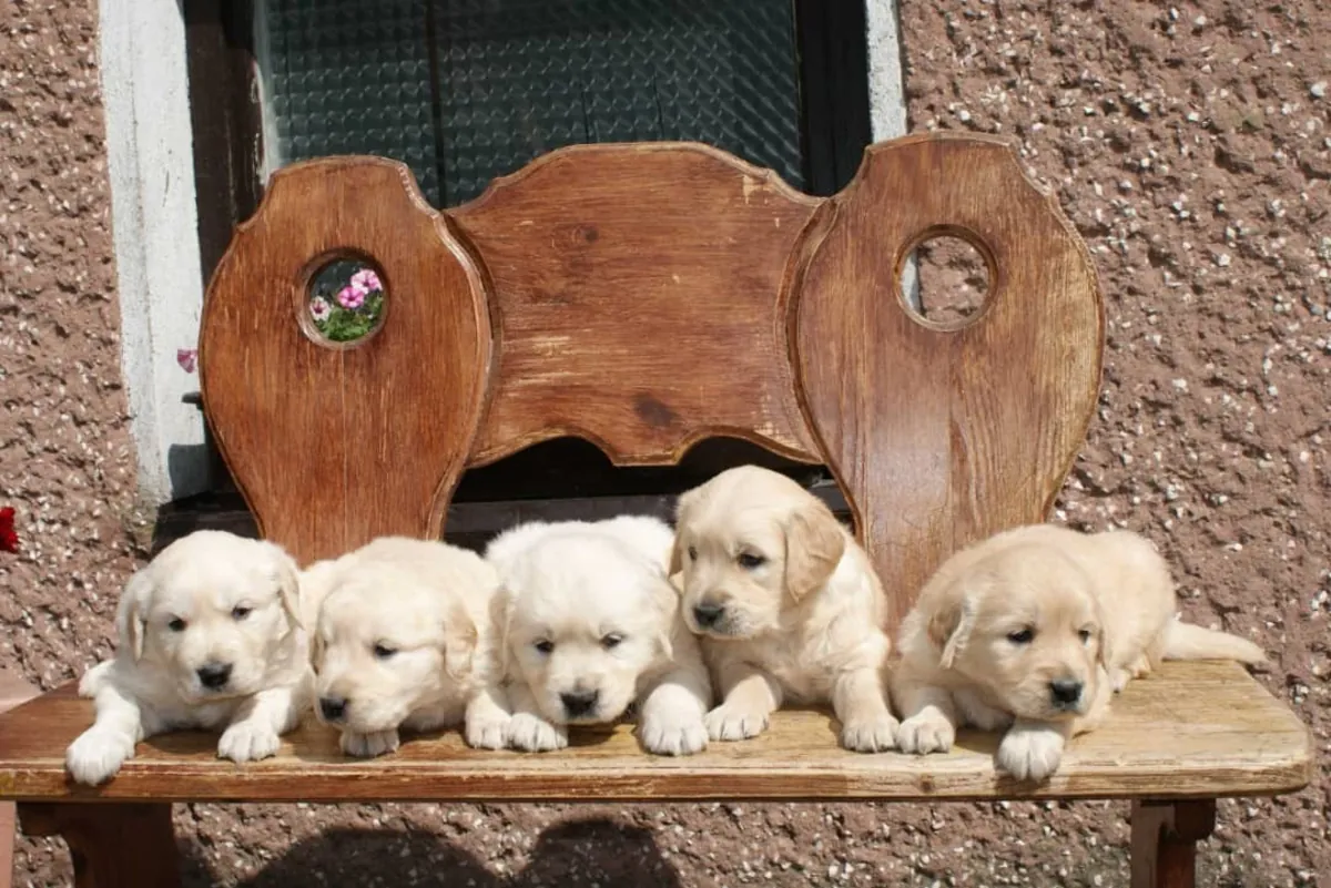 Pretty Golden Retriever Available Now
