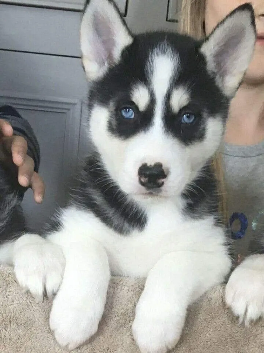 Adorable Husky Available Now