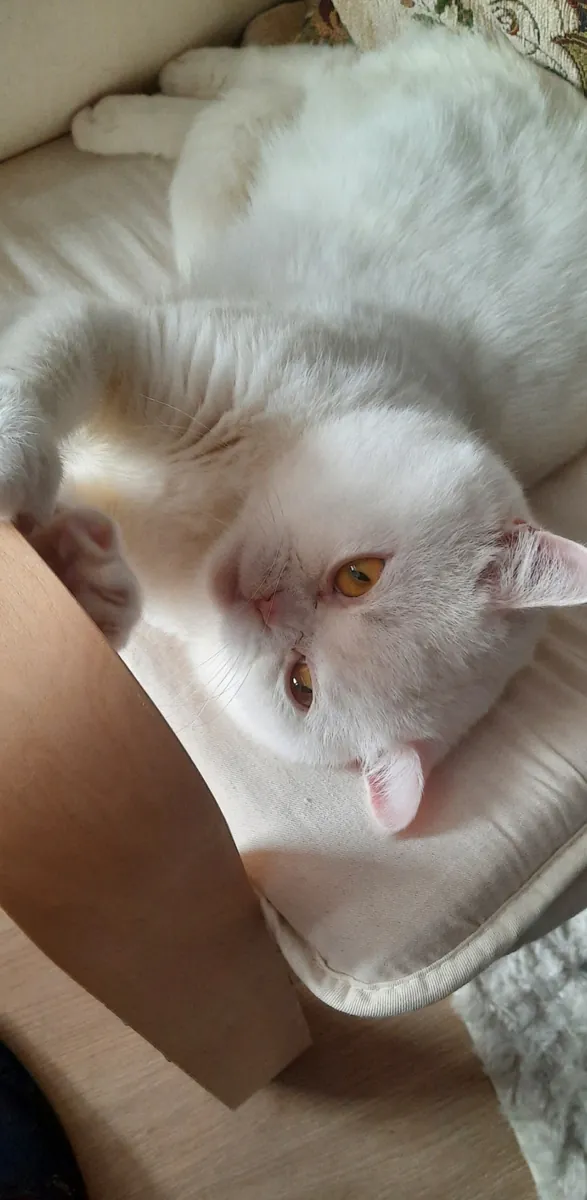 British shorthair 