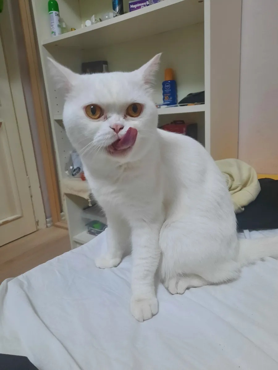 British shorthair 