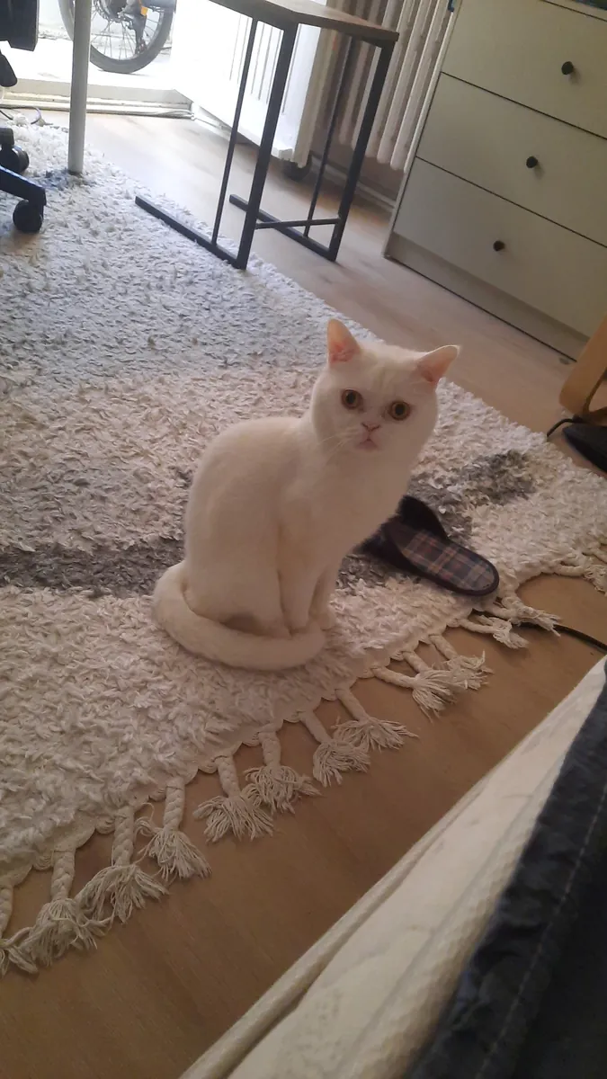 British shorthair 