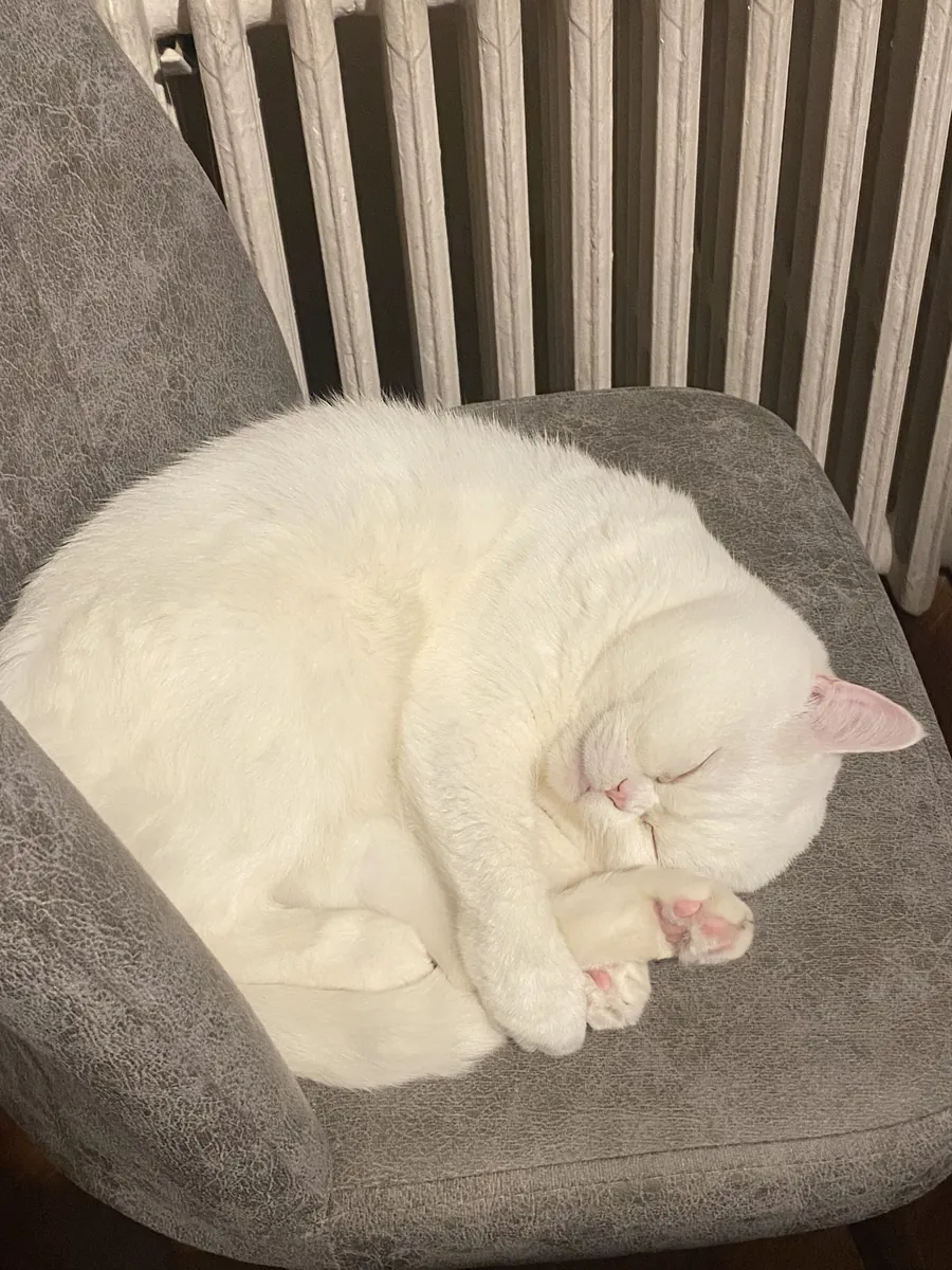 British shorthair 