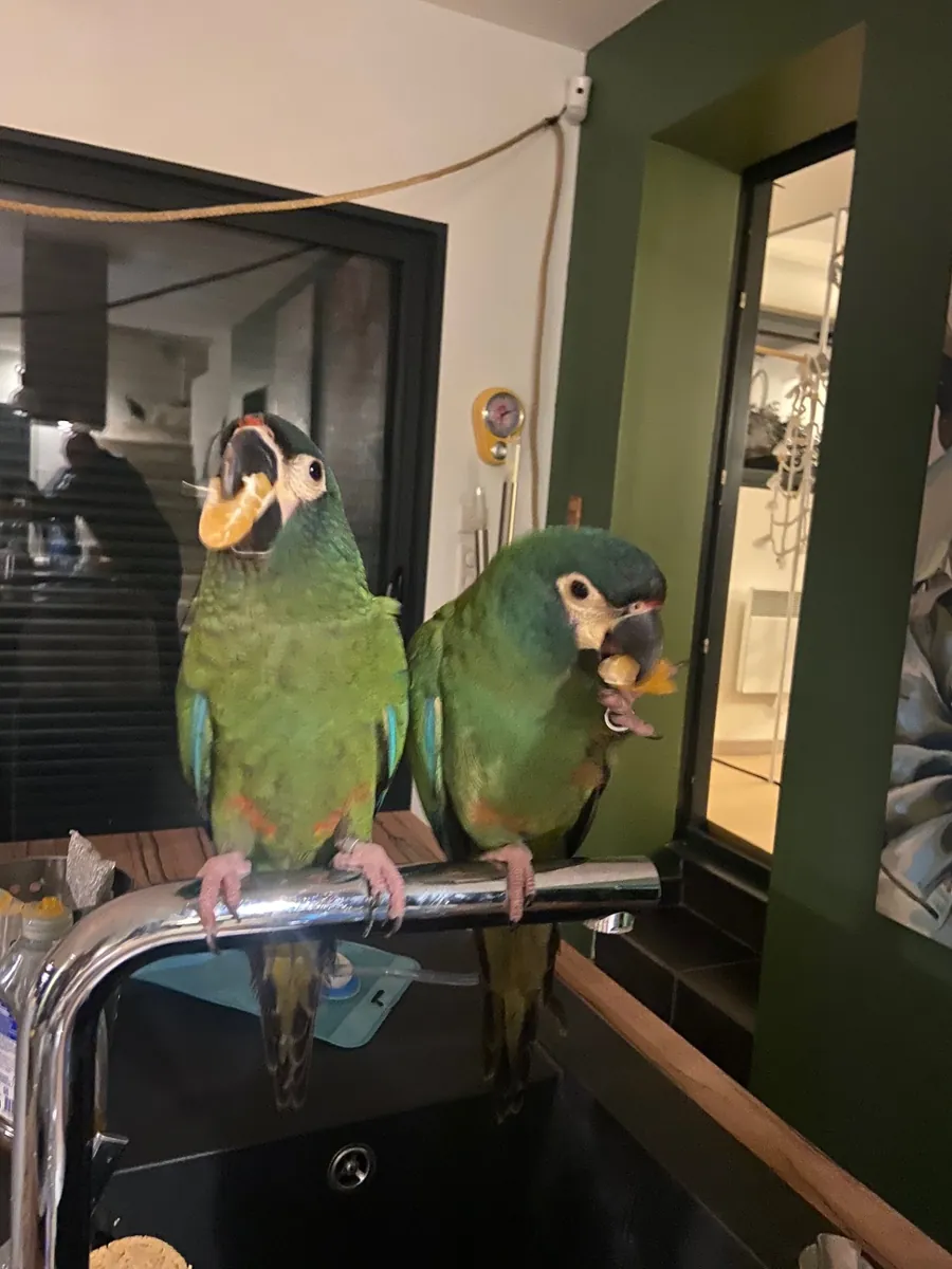 Cède 2 jeunes Ara Maracana EAM (mâle + femelle)