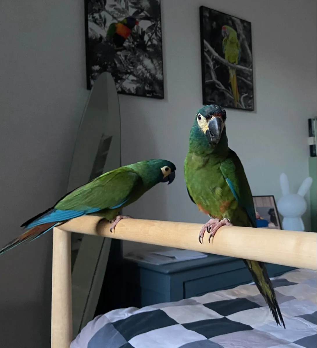 Cède 2 jeunes Ara Maracana EAM (mâle + femelle)