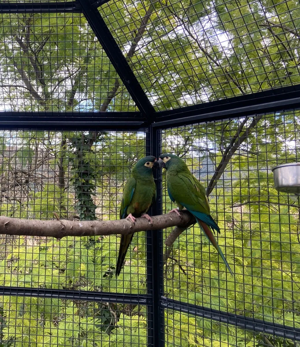 Cède 2 jeunes Ara Maracana EAM (mâle + femelle)