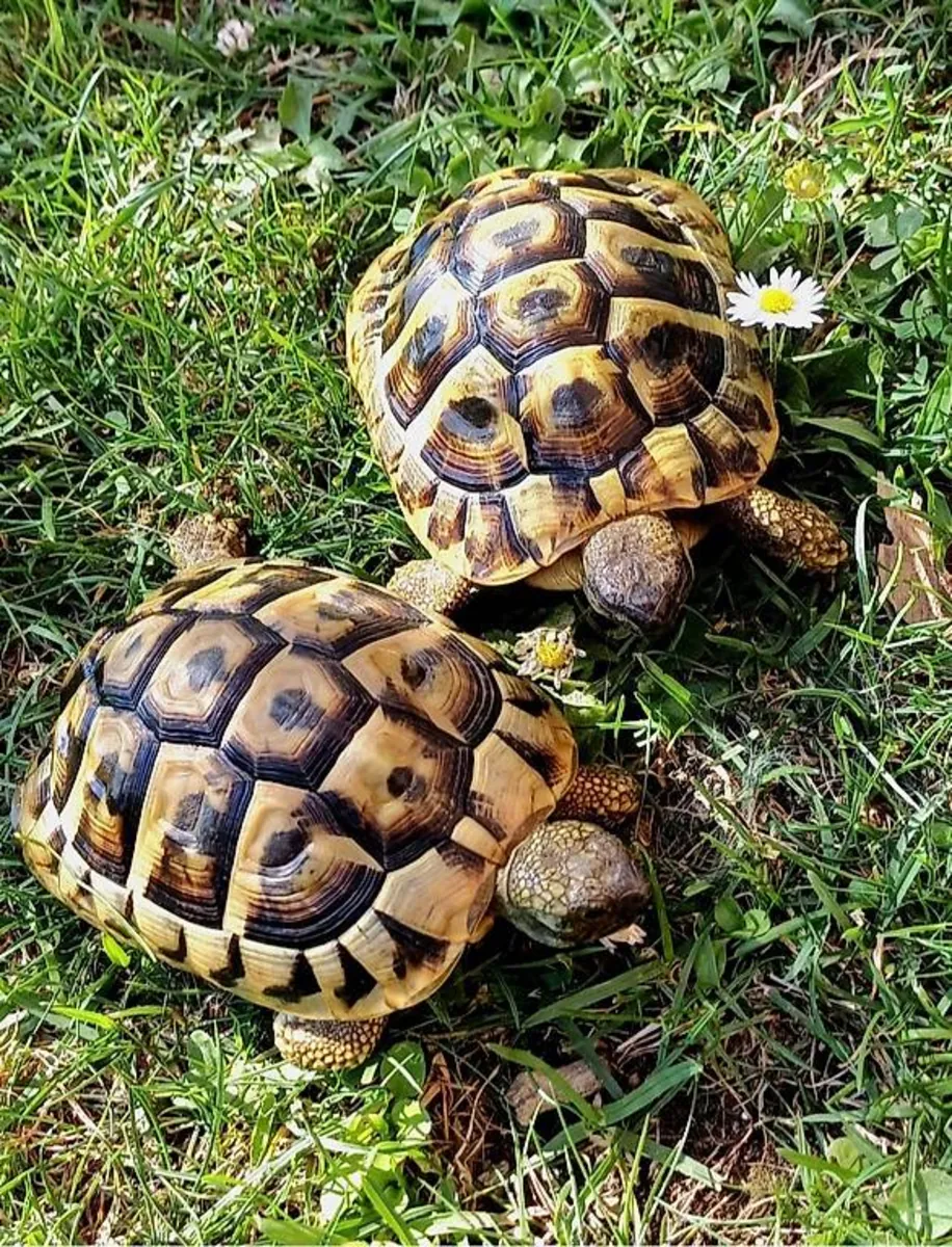 Tortues terrestres dispos de suite 