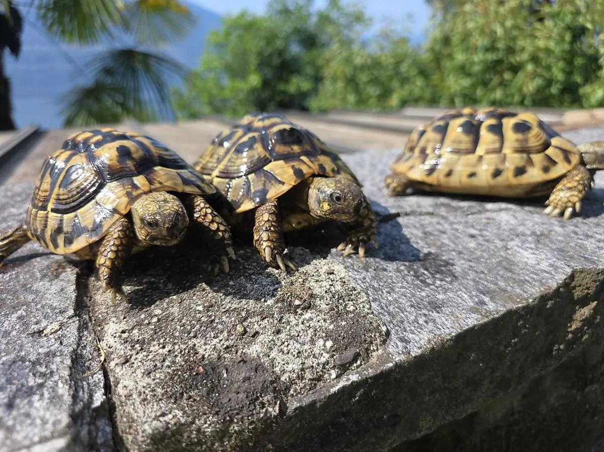 Young Hermann's tortoises