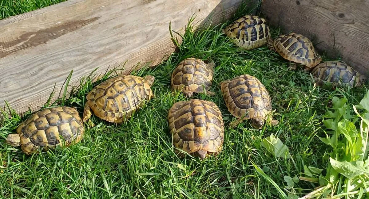 Magnificent Hermann's tortoises