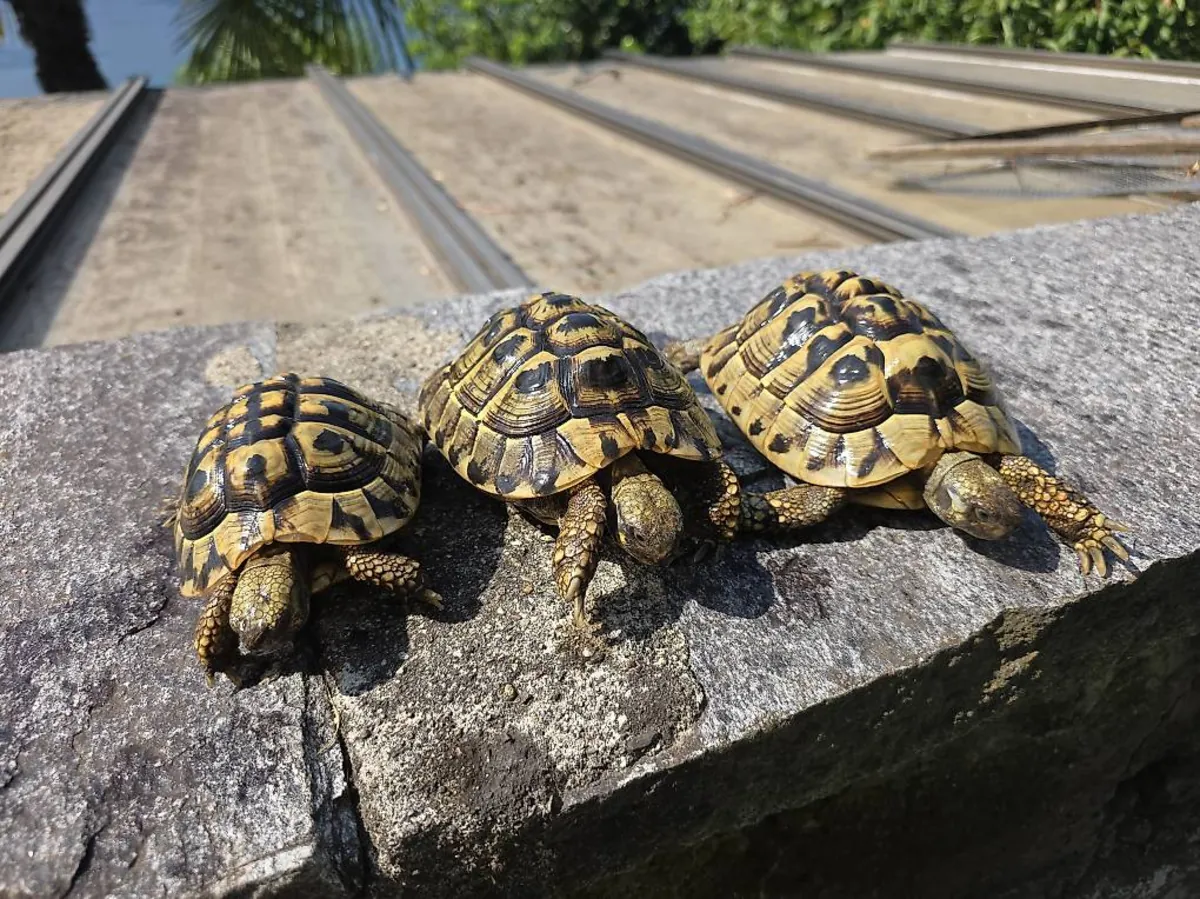 Young, pretty Hermann's tortoises