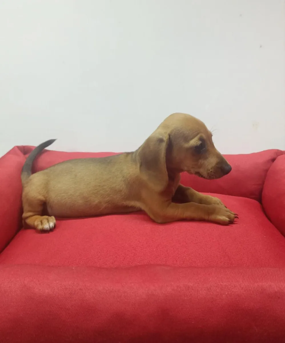 待领养的腊肠犬幼犬（公母都有）。