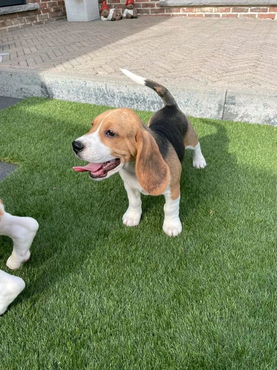 Chiots Beagle (mâles et femelles) à adopter