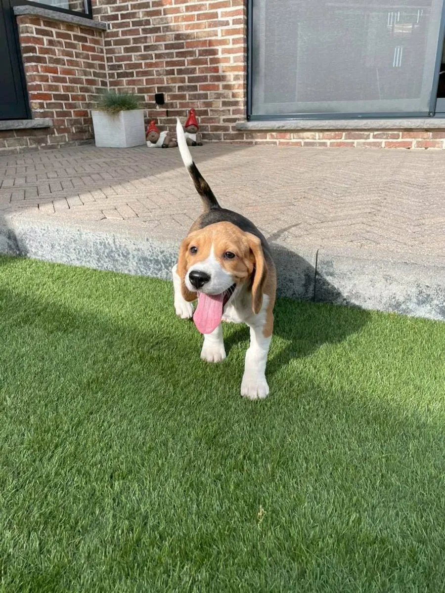 Chiots Beagle (mâles et femelles) à adopter