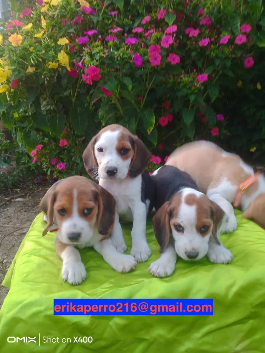 Hediye edilecek Beagle yavruları (erkek ve dişi)