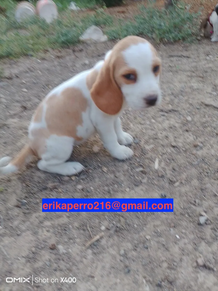 Hediye edilecek Beagle yavruları (erkek ve dişi)