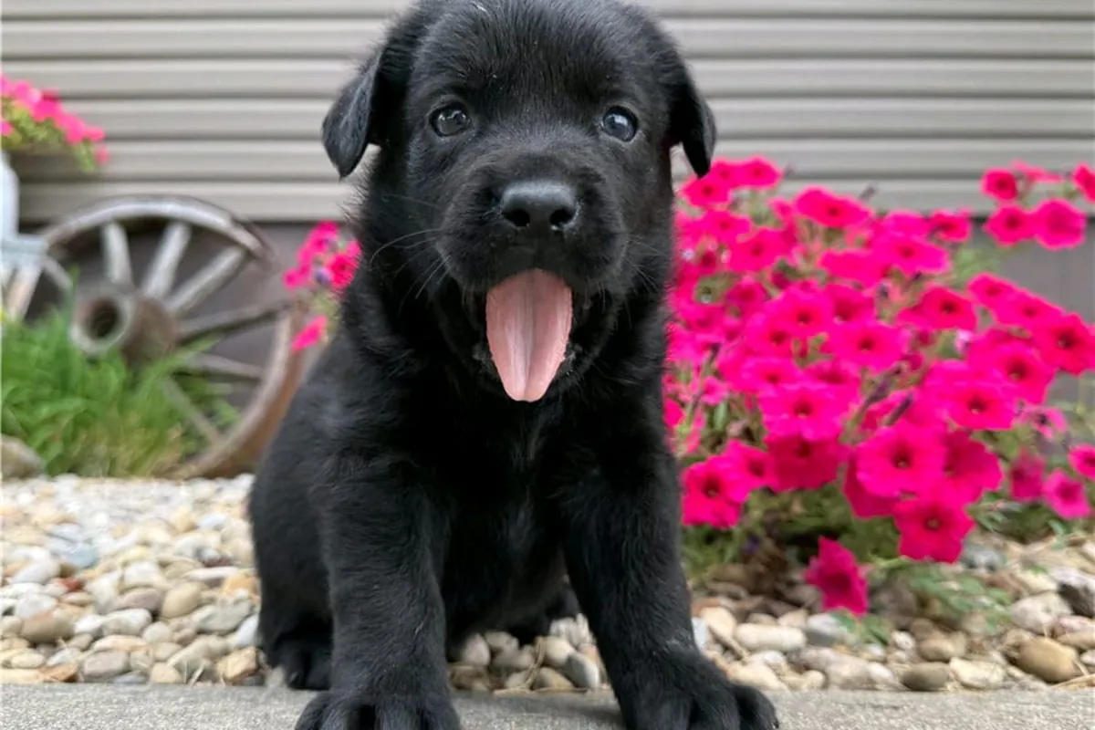 Cachorros de Labrador Retriever (macho y hembra) para regalar