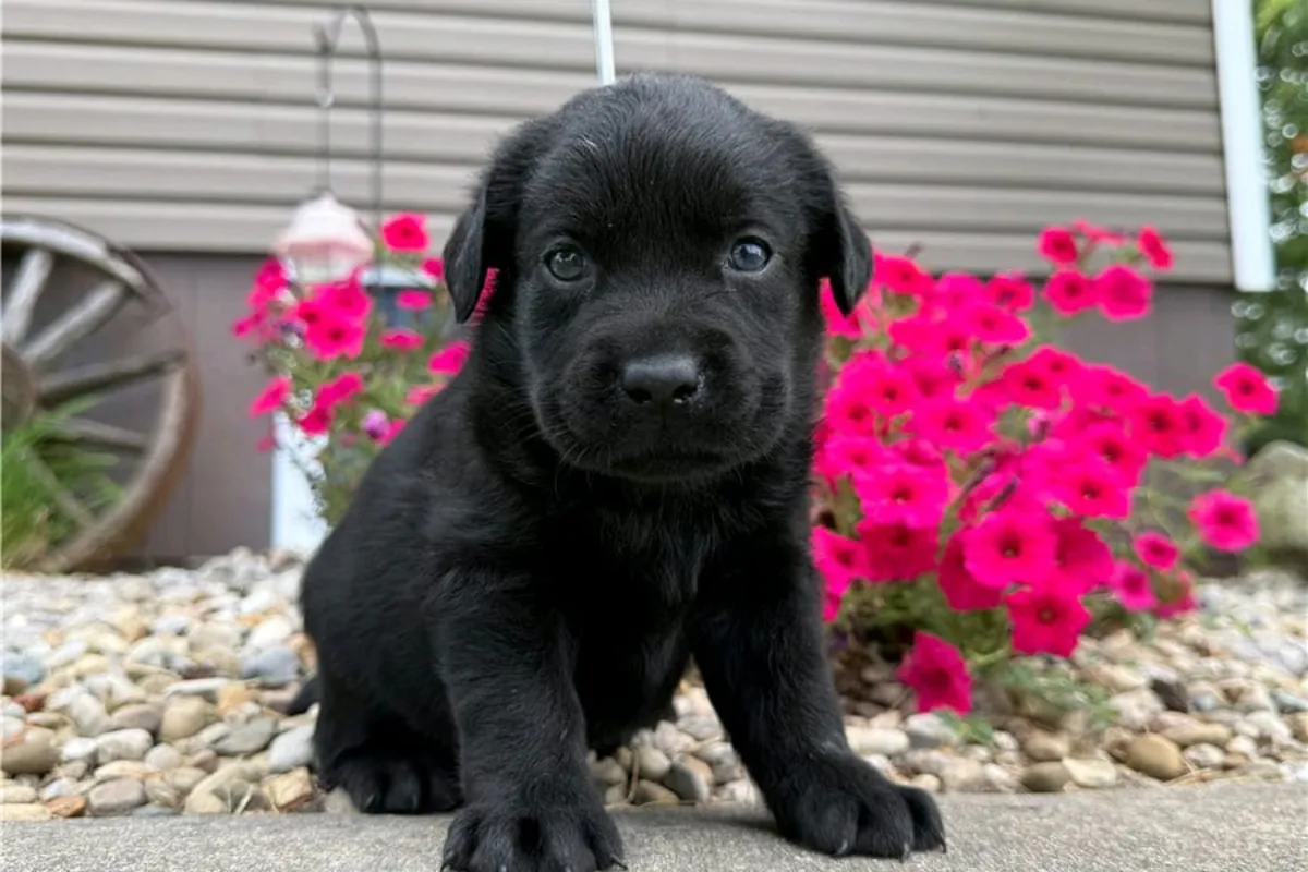 Cachorros de Labrador Retriever (macho y hembra) para regalar