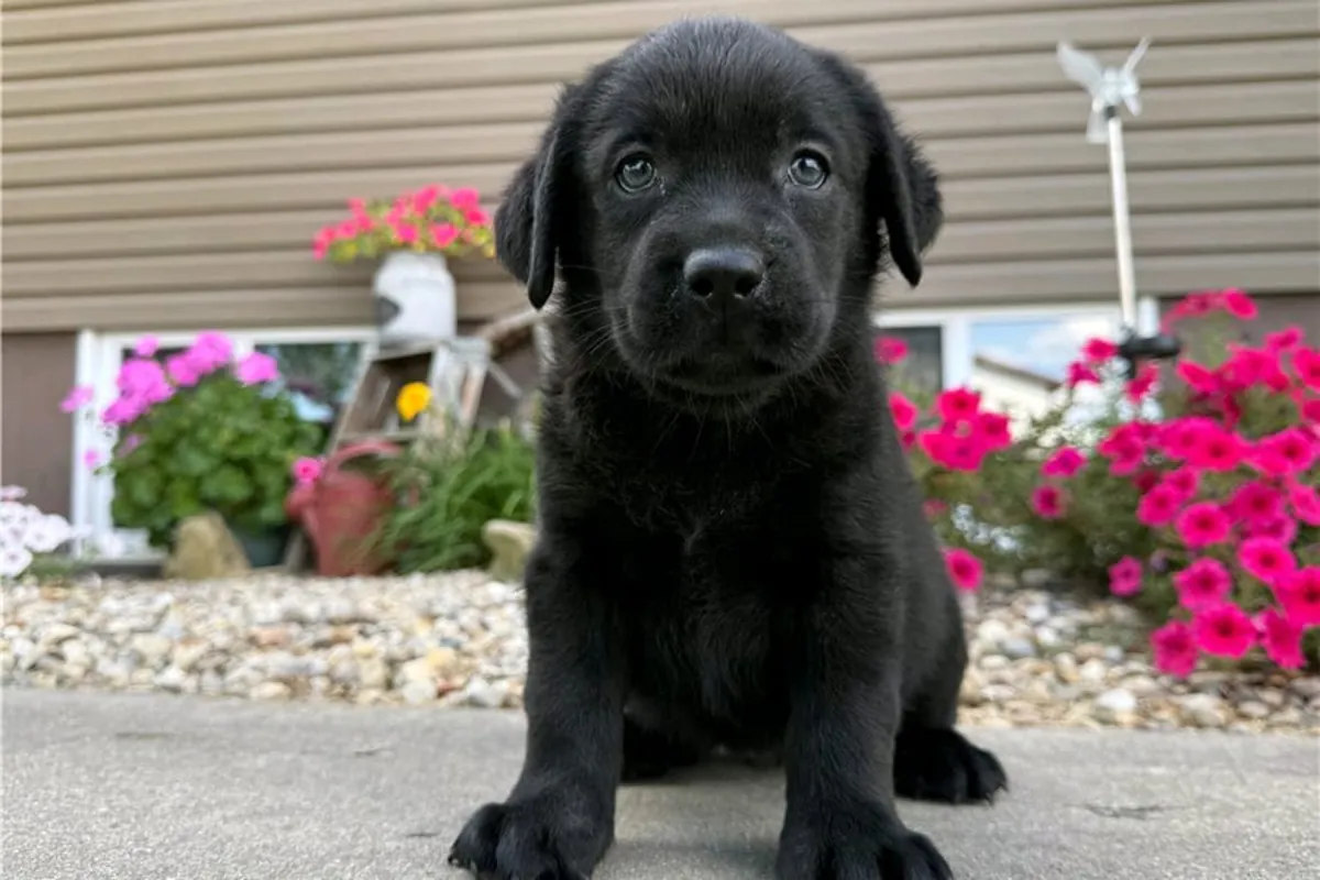 Cachorros de Labrador Retriever (macho y hembra) para regalar