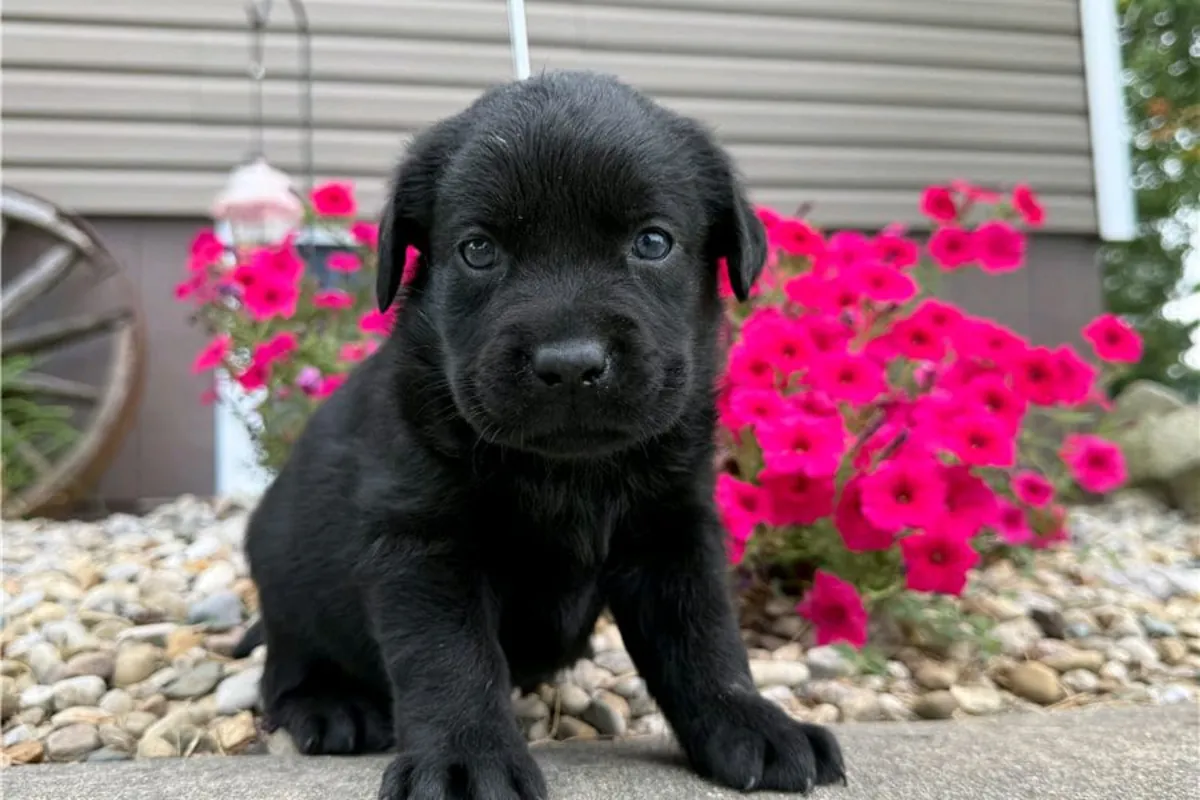 Cachorros de Labrador Retriever (macho y hembra) para regalar