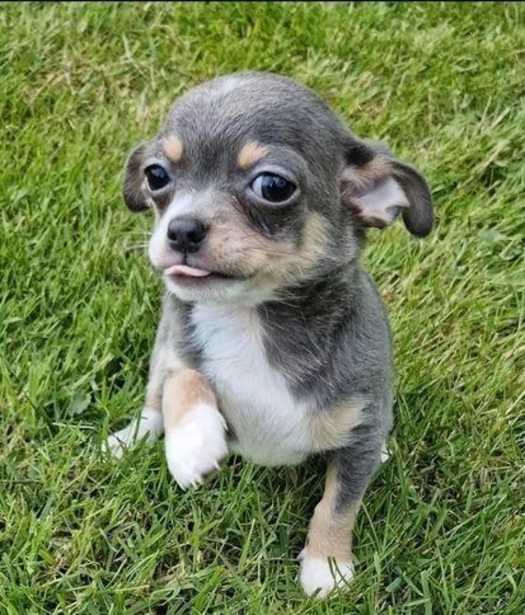 待领养的吉娃娃幼犬（公母都有）。