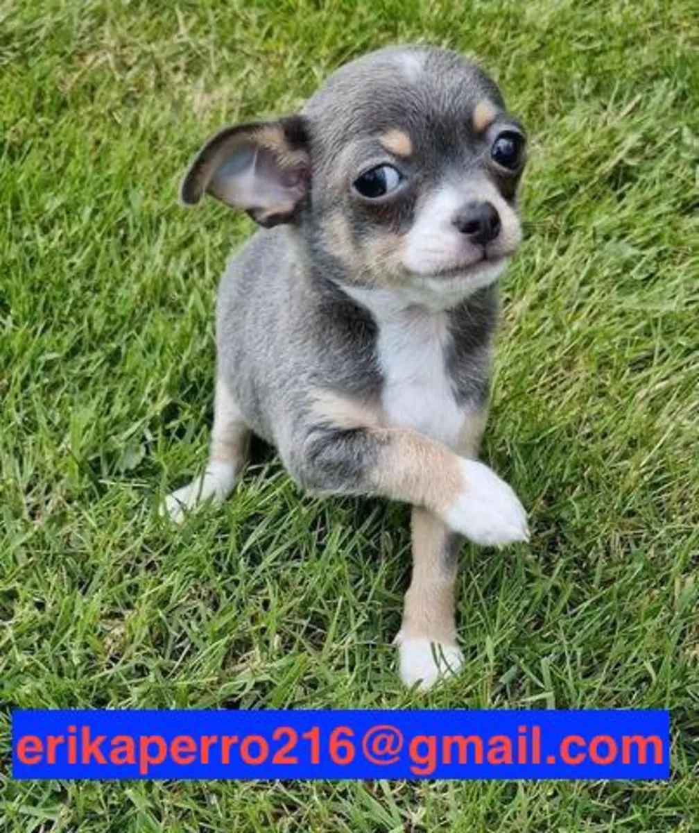 Hediye edilecek Chihuahua yavruları (erkek ve dişi)