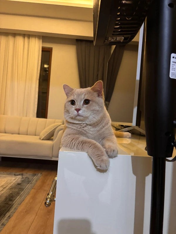 Ateş 