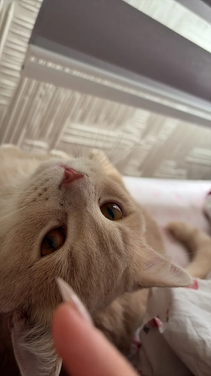 We are looking for a female cat for our cat Ateş.