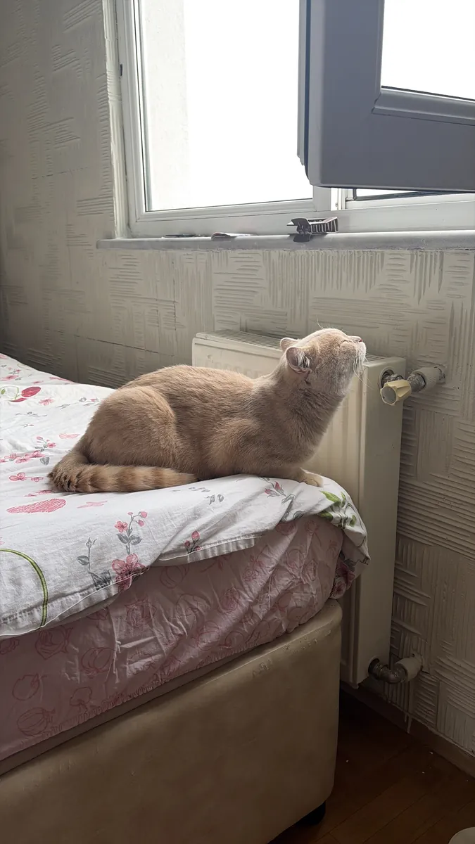 We are looking for a female cat for our cat Ateş.