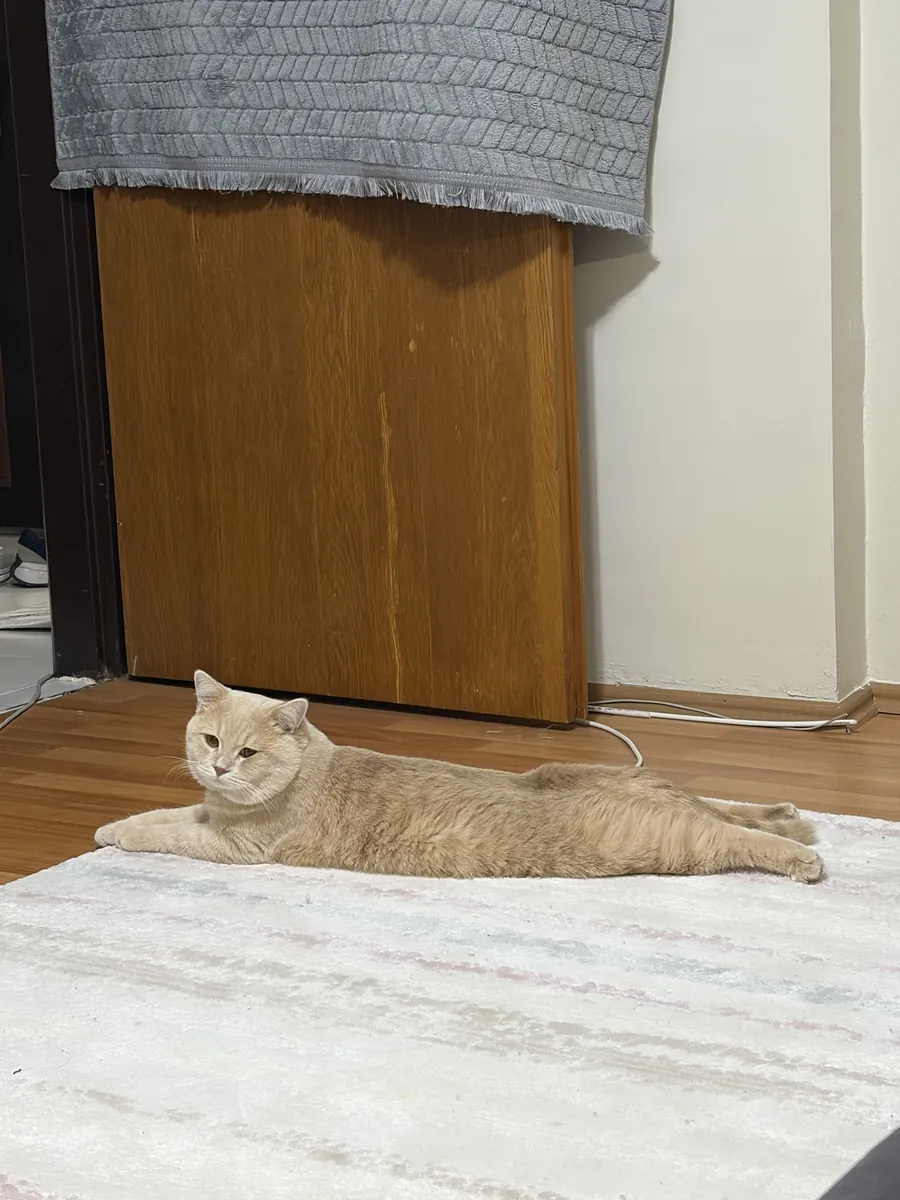 We are looking for a female cat for our cat Ateş.