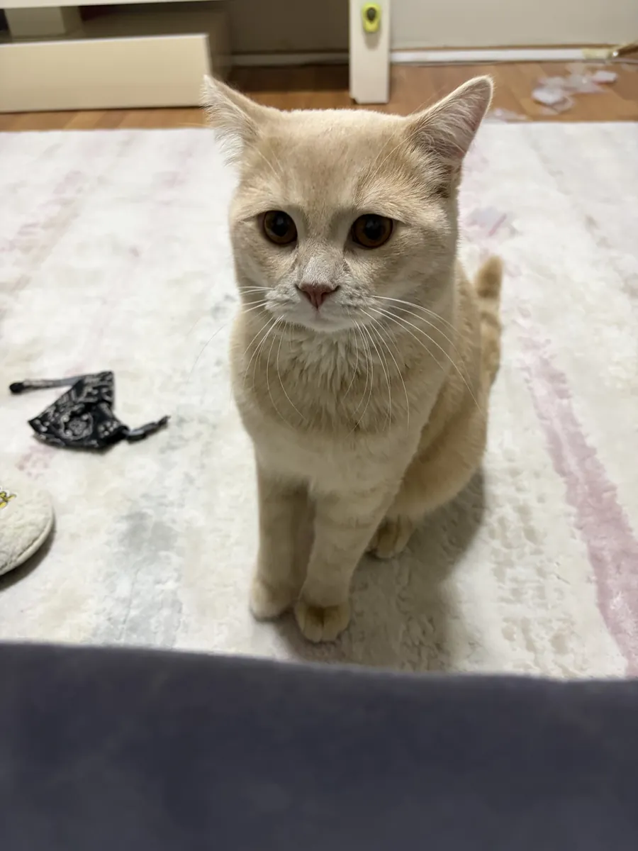 We are looking for a female cat for our cat Ateş.