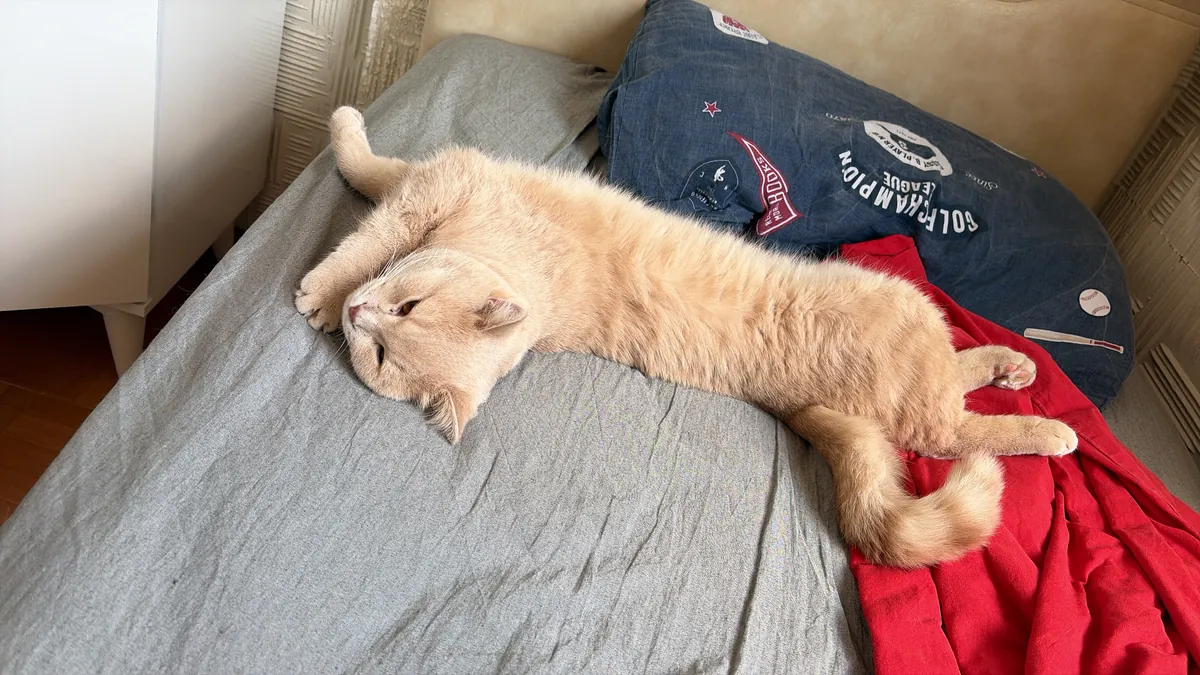 We are looking for a female cat for our cat Ateş.