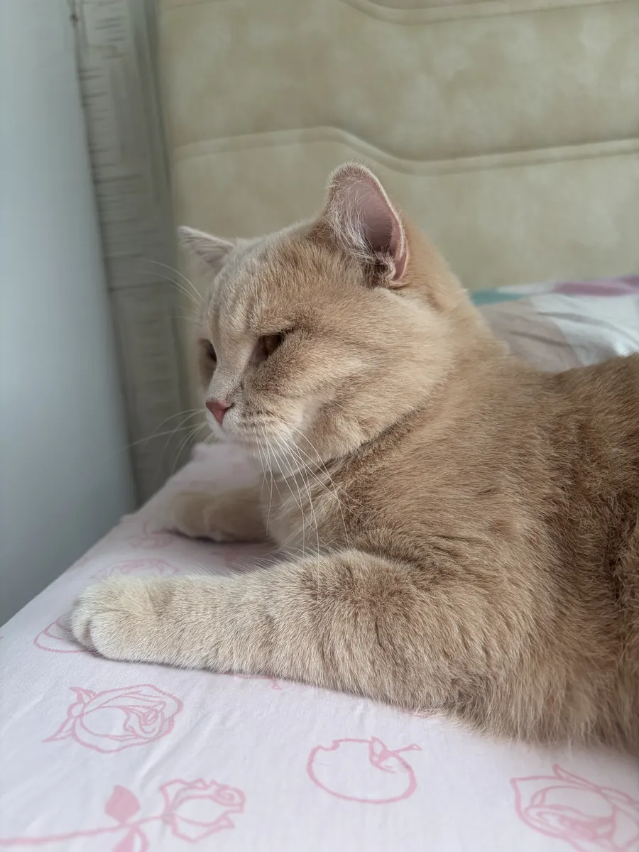 We are looking for a female cat for our cat Ateş.
