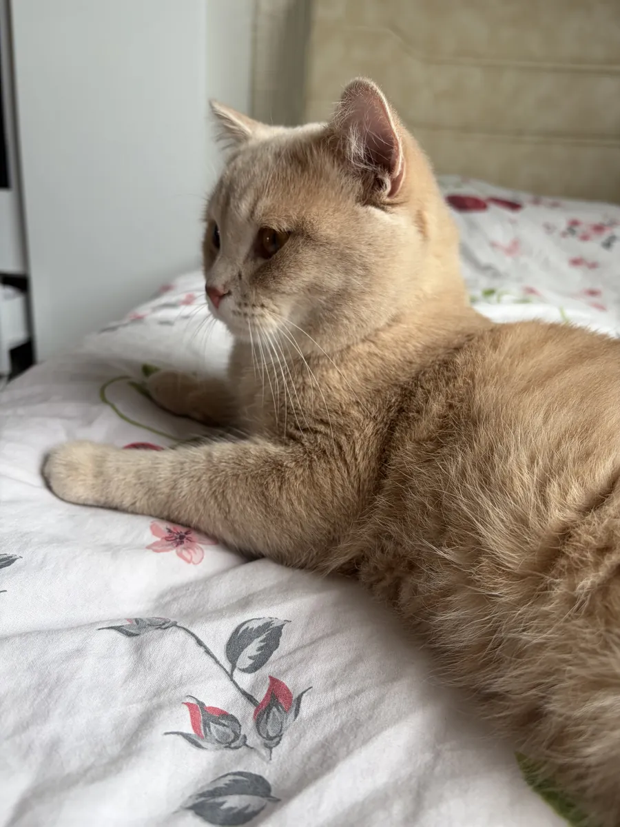 We are looking for a female cat for our cat Ateş.