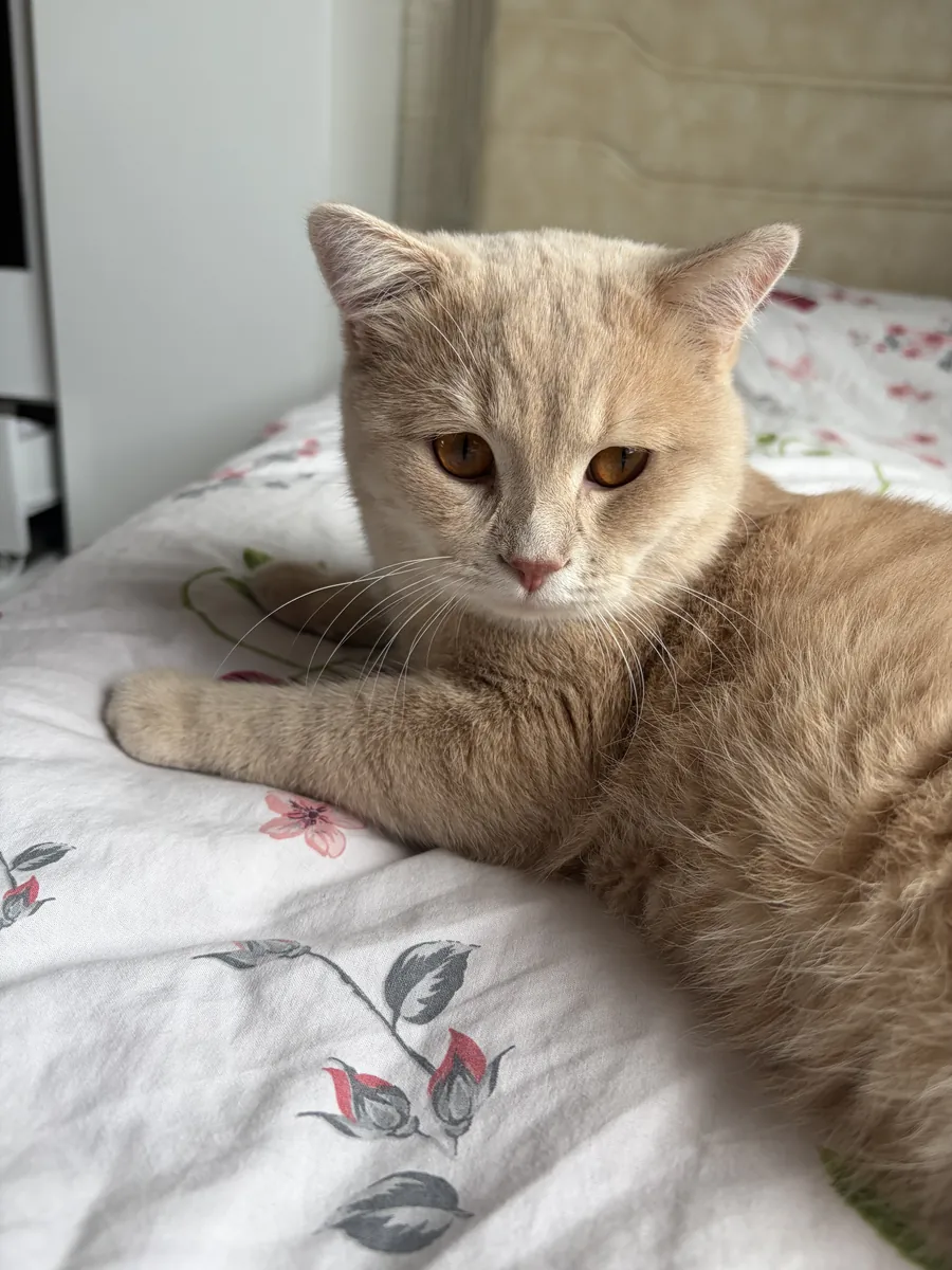 We are looking for a female cat for our cat Ateş.