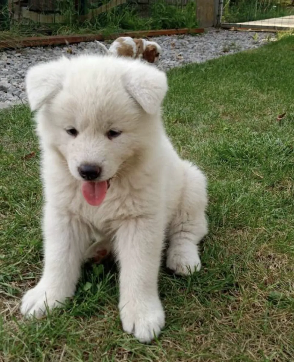 Cachorros de Akita (macho y hembra) para regalar