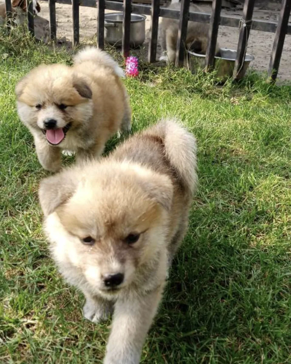 Cachorros de Akita (macho y hembra) para regalar