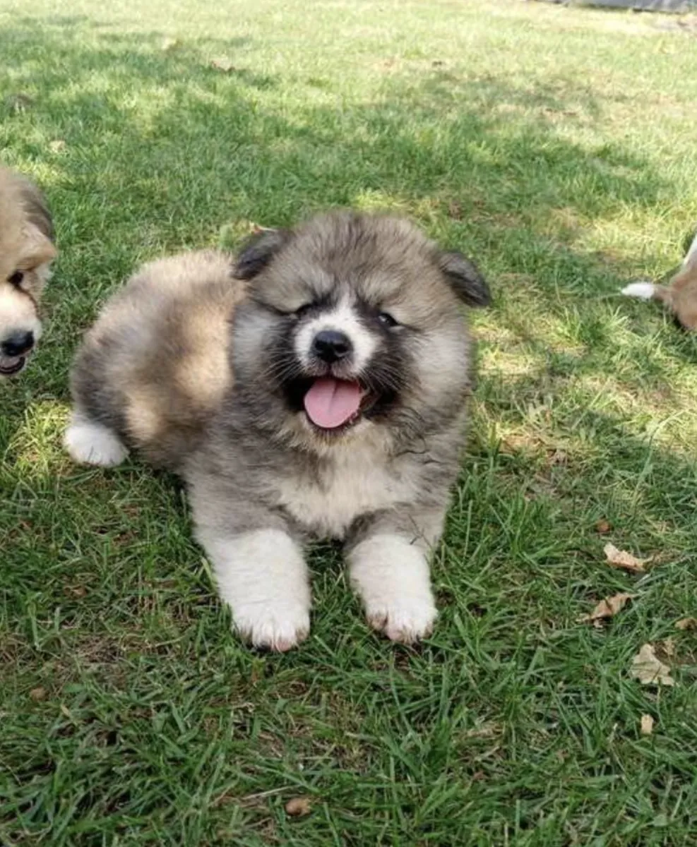 Cachorros de Akita (macho y hembra) para regalar