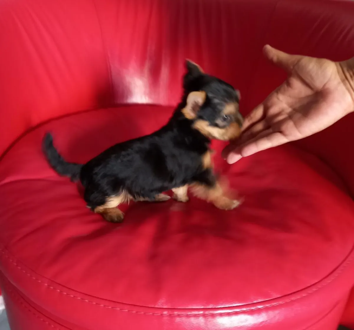 Cachorros de Yorkshire Terrier (macho y hembra) para regalar