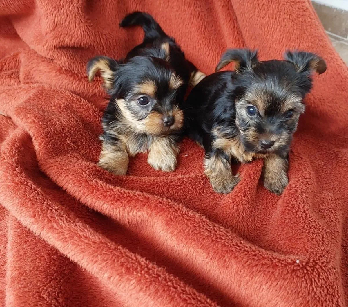 Cachorros de Yorkshire Terrier (macho y hembra) para regalar