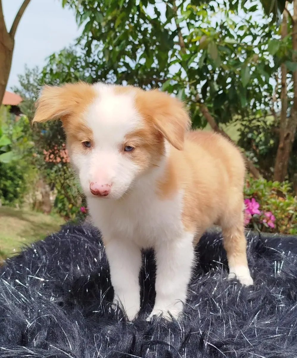 Cachorros de Border Collie (macho y hembra) para regalar