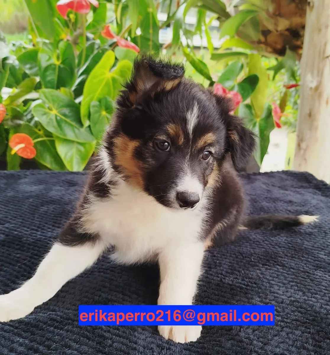 Sahiplenmek için Border Collie Yavruları (erkek ve dişi)